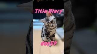 Titia Diary17「仔猫お迎えしました」【day59to61】 #アメリカンショートヘアー #シルバータビー #shorts