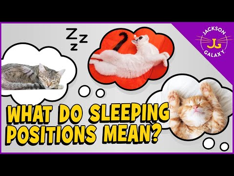What Sleeping Positions Say About Your Cat - YouTube