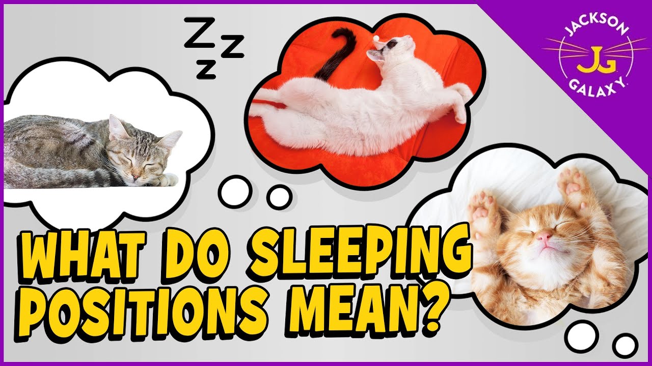 What Sleeping Positions Say About Your Cat