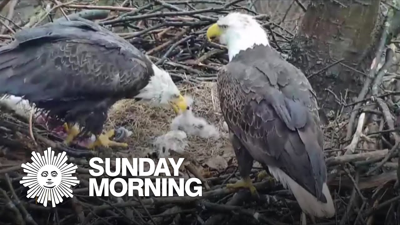 The Endangered Species Act at 50