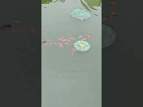 Fish Struggling to Survive