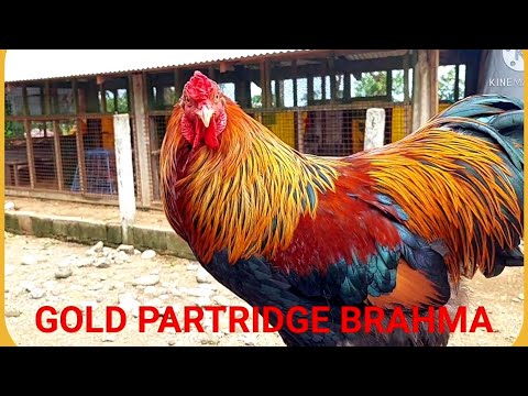 , title : 'Brahma (Golden Partridge brahma)'