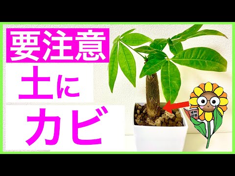 冬に観葉植物に発生する白カビとは？治療方法は？ 3つの効果的な解決策  庭園