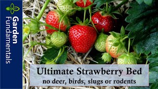 Stop pests from eating your strawberries - no deer, birds, voles, chipmunks or even slugs