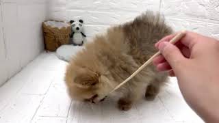 ポメラニアンの動画01