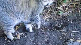 preview picture of video 'Wildkatze beim Geschäft erwischt !!!'