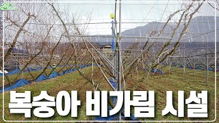 복숭아 비가림이 가능하다?!ㅣ복숭아 평행 덕 시설 ㅣ농업기술센터도 배워가는 시설