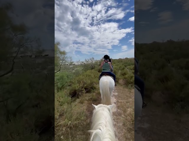 Guide &eacute;questre dans une manade en Camargue