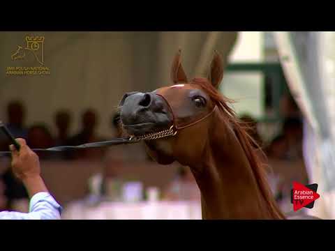 N.67 PATERNA - 2017 Pride Of Poland - 4/6 Years Old Mares (Class 7B)