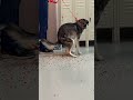 My dog ate a bag of dried Orbeez