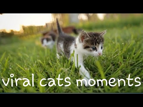 funny cats moment