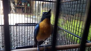 Download lagu Suara burung sulingan bambu/Tledekan pancingan ampuh untuk burung macet bunyi mp3 Download lagu Suara burung sulingan bambu/Tledekan pancingan ampuh untuk burung macet bunyi mp3