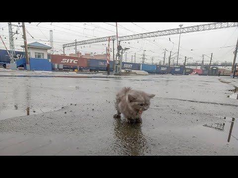 Почему выбросили породистого котенка на вокзале под дождем  threw a kitten in the rain