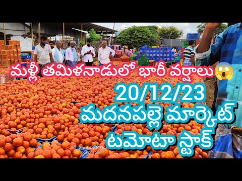 , title : '20-12-23 Madanapalle Tomato Market price Today || Today Tomato Market Rate in Madanapalle #today'