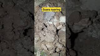 Download lagu inilah suara anjing tanah,orong orong #reels #viral #bocahpetualang #wwf #sorotan #facebookers mp3