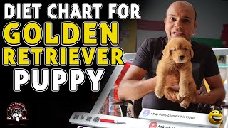 Diet Chart (Golden Retriever) Full Day of Feeding Puppy & Adult Dog || Pet Food || Baadal Bhandaari