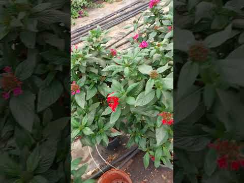 wow so beautiful follow 😍 🌺🌹