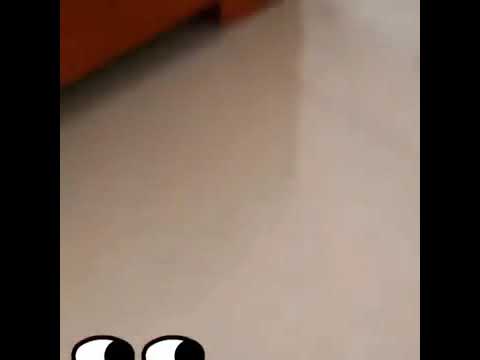 Funny kitty 😂😂✌️