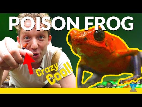 This Frogs Skin is a Deadly Weapon - here's Why!