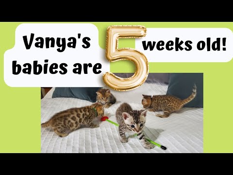 💕Vanya and Solo's Bengal Kittens are 5 Weeks Old Today😺 Happy Birthday Babies!🐾