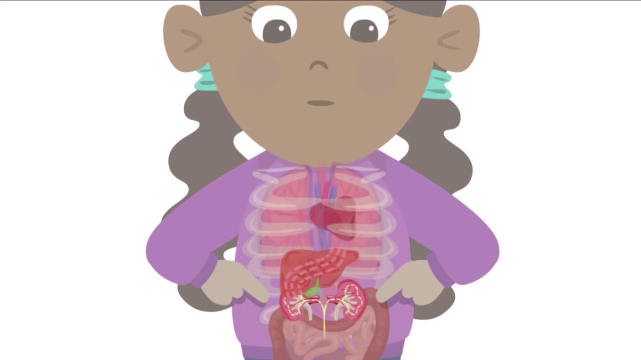 BBC Learning - Major Organs of the Human Body