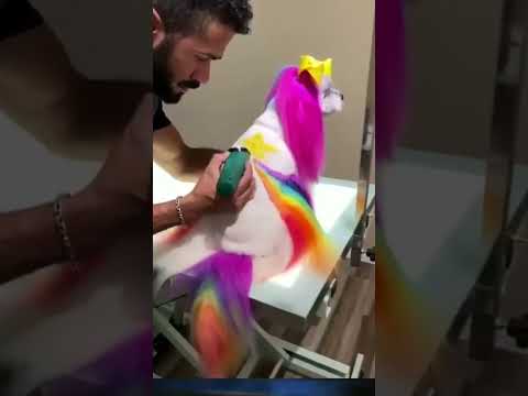 Dog Hairstyle #dog #dogs #hairstyle #dogshow #doghaircut #haircut #hair #doglover #doggie