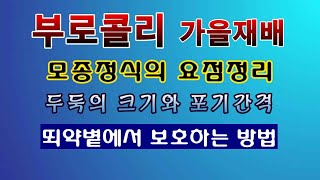 [텃밭농부 1,649]  부로콜리 가을재배. 모종 정식하고 보호하는 요점정리. #부로콜리재배