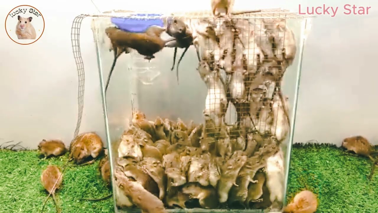 スーパーネズミ捕りホームメイド 2025