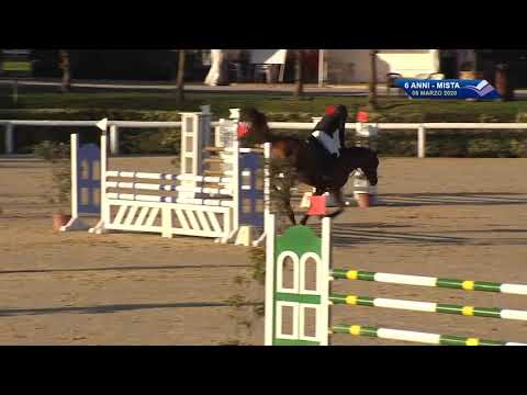 Cherubino di Chandor Z  6yo Zangersheide  Stallion (Comme il Faut x Burgraaf) 6yo class Arezzo