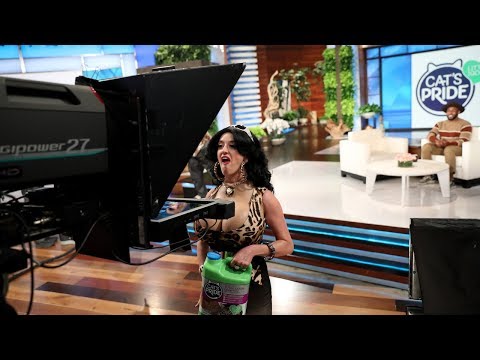 Spokesmodels Gina & Gino Get Confused on Last Day of Cat Week