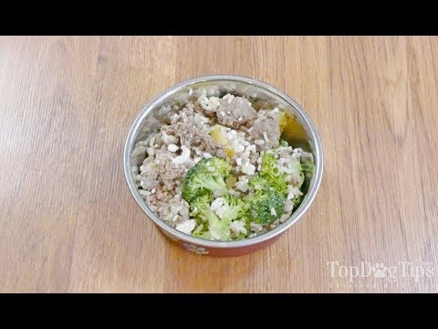 download lagu mp3 mp4 What Is The Best Dog Food For Dogs With Pancreatitis, download lagu What Is The Best Dog Food For Dogs With Pancreatitis gratis, unduh video klip What Is The Best Dog Food For Dogs With Pancreatitis