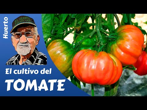 , title : 'TOMATES: COMO PLANTAR Y CULTIVAR TOMATES. GROWING TOMATOES'