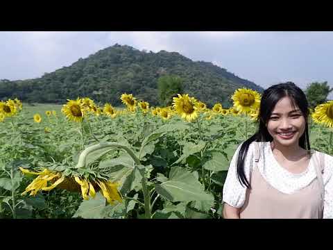 Viagem de um dia Lop Buri Sun Flower