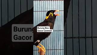 Download lagu Suara Burung Beo Gacor #shorts mp3