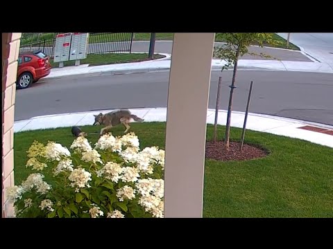ON CAMERA: Coyote attacks little dog out on walk with young owner