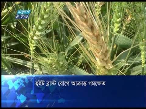 হুইট ব্লাস্ট রোগে আক্রান্ত গমক্ষেত