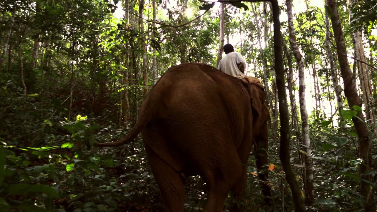 Last of the Elephant Men - Trailer