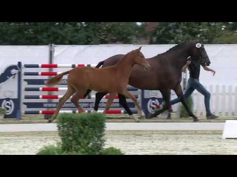 Stf v Escolar x Don Index x Fishermans Friend 2019