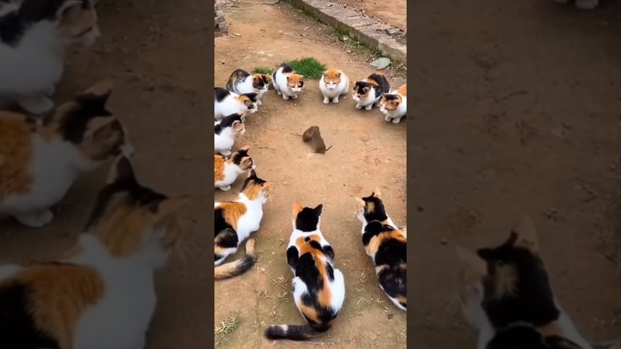 At the cat's command, the two mice began to fight. #cat #funny #catandmousegame#mouse
