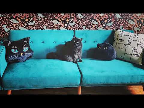 #viral #myanimal #dog #mydog #cat #mycat