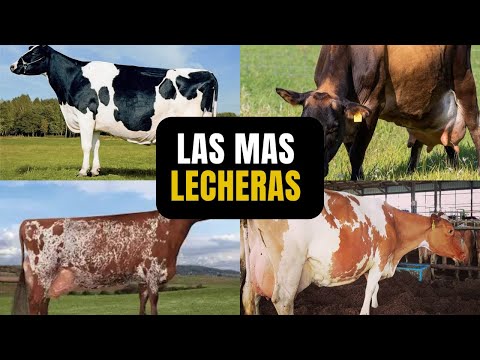 The 4 Most Productive Dairy Cow Breeds in the World 🥛