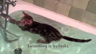 A swimming cat