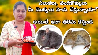 How to get rid of rats in garden || Gardening in telugu