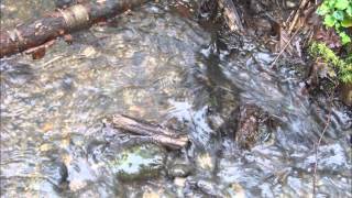 Outside the Nashville/Bellingham City Limits