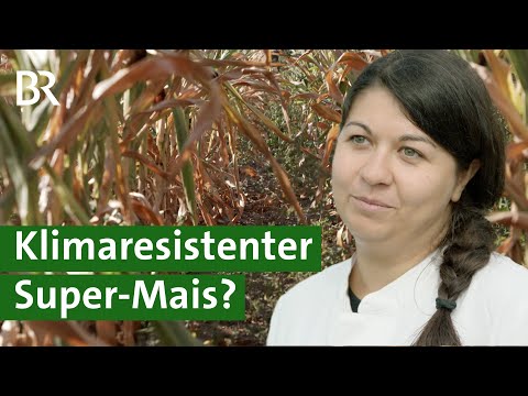Genforschung vs. Klimawandel: Durch Züchtung Maispflanzen an Trockenheit anpassen | Unser Land | BR