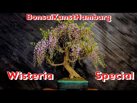 BonsaiKunstHamburg: Wisteria Special mit Grußwort Mari Kodama