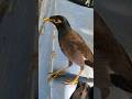Myna Magic Meet India S Smartest Bird Indianmyna Shorts Shortvideo Birds Beautifulmoments