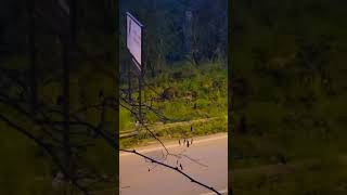 pericolo-cinghiali-lungo-la-statale-90-ad-ariano