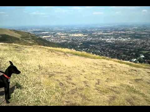 Bullet the Patterdale Terrier in Malvern