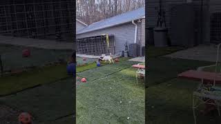 Video preview image #1 American Pit Bull Terrier-Catahoula Leopard Dog Mix Puppy For Sale in Calhoun, GA, USA